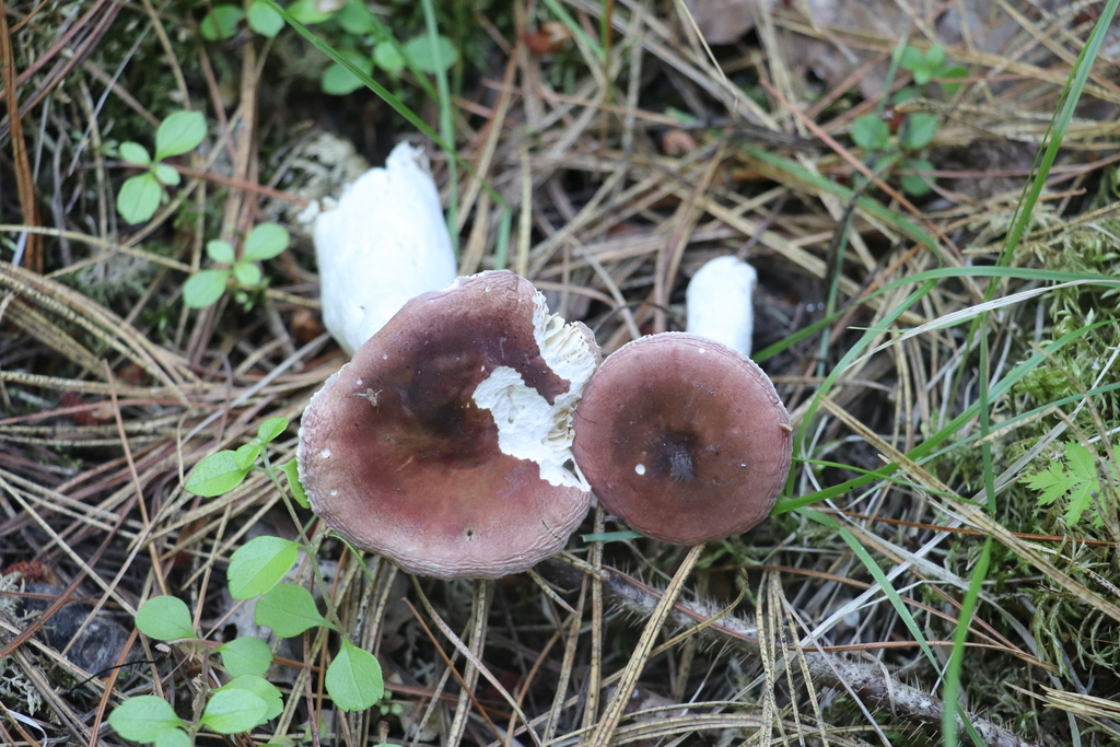Russule de Turco (Russula turci)