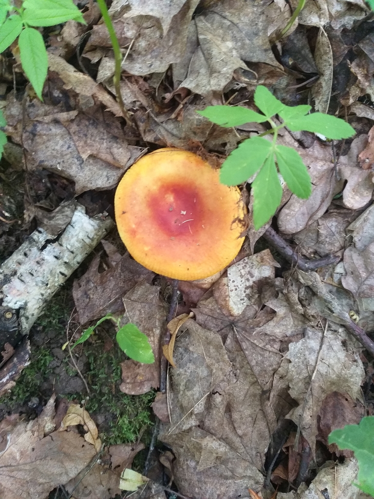 Russule dorée (Russula aurea)