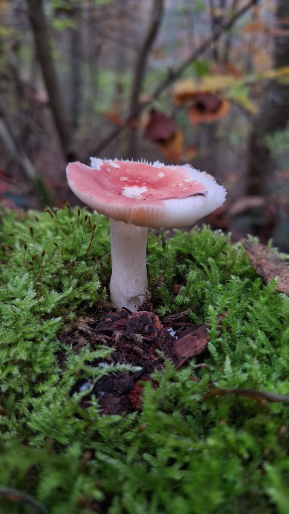 Russule du hêtre (Russula nobilis)