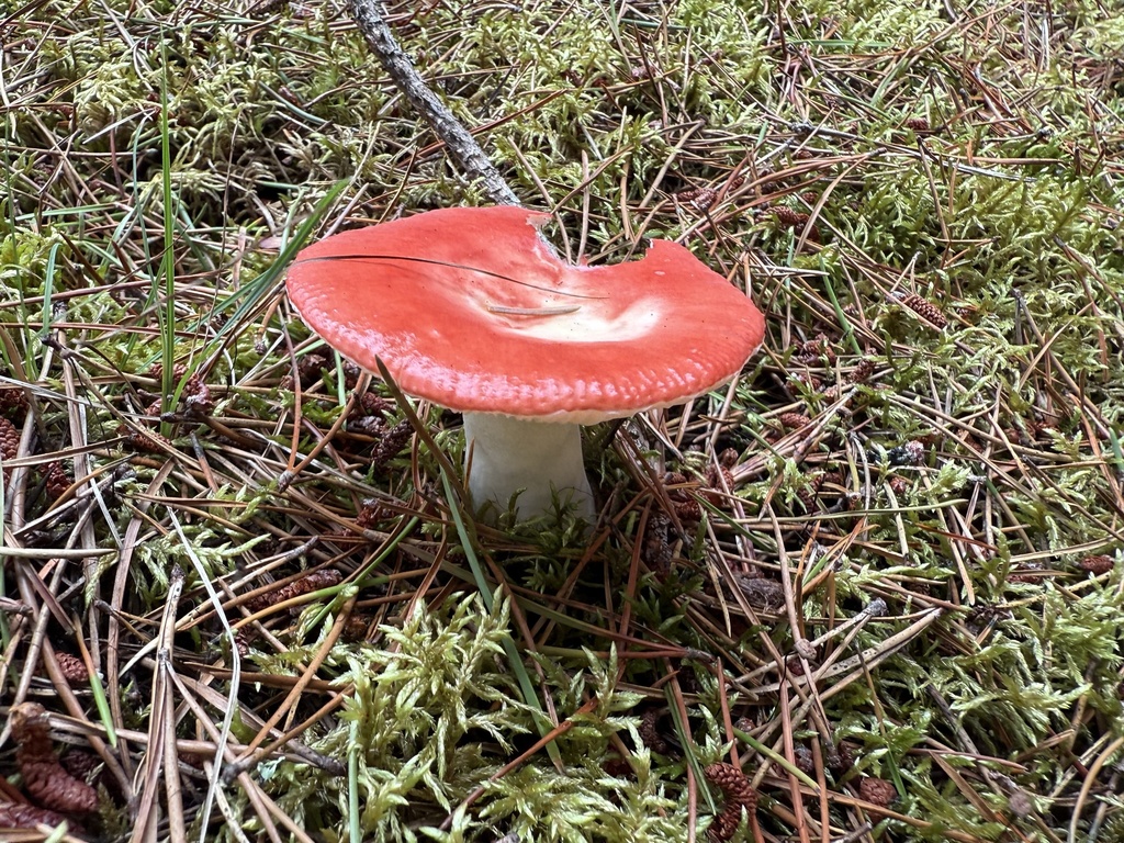 Russule émétique (Russula emetica)