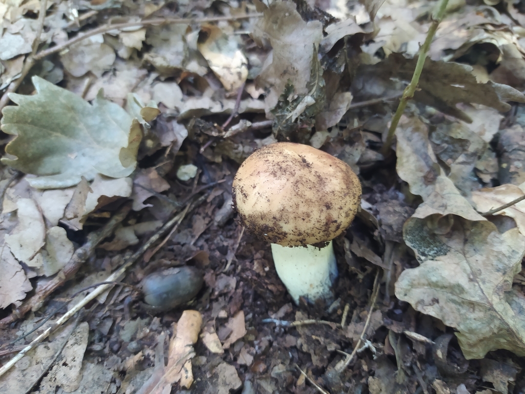 Russule fétide (Russula foetens)