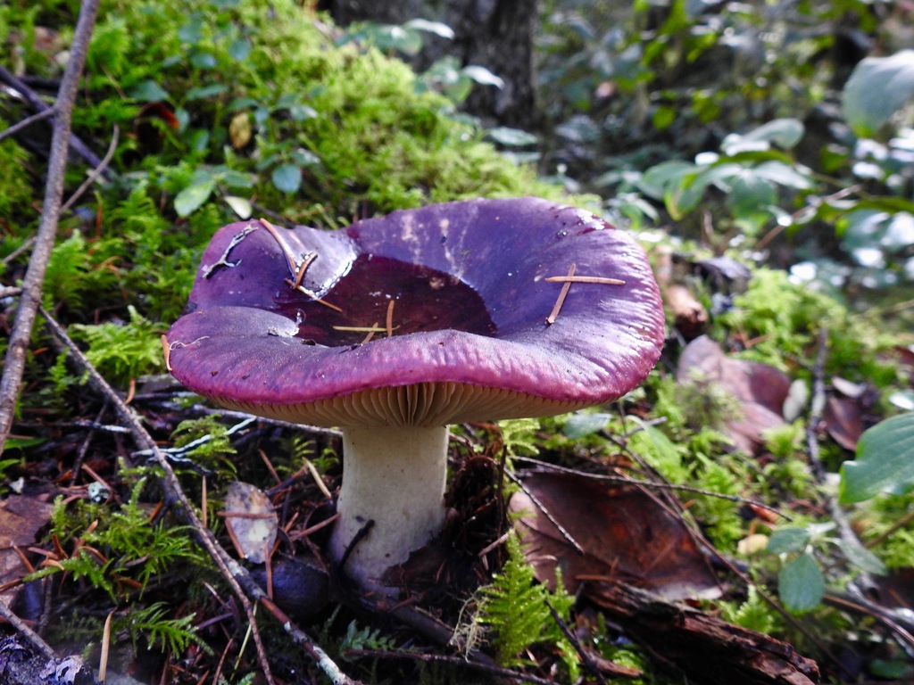 Russule feuille-morte (Russula xerampelina)