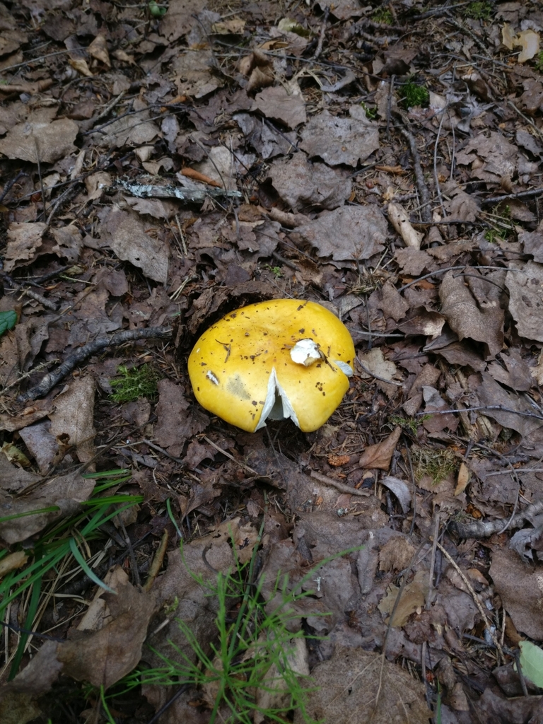 Russule jaune noircissante (Russula claroflava)