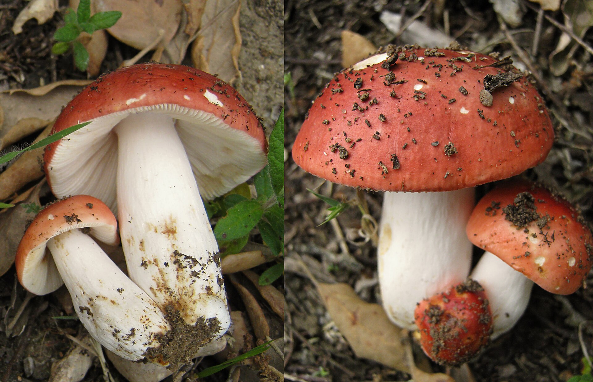 Russule jolie (Russula rosea)