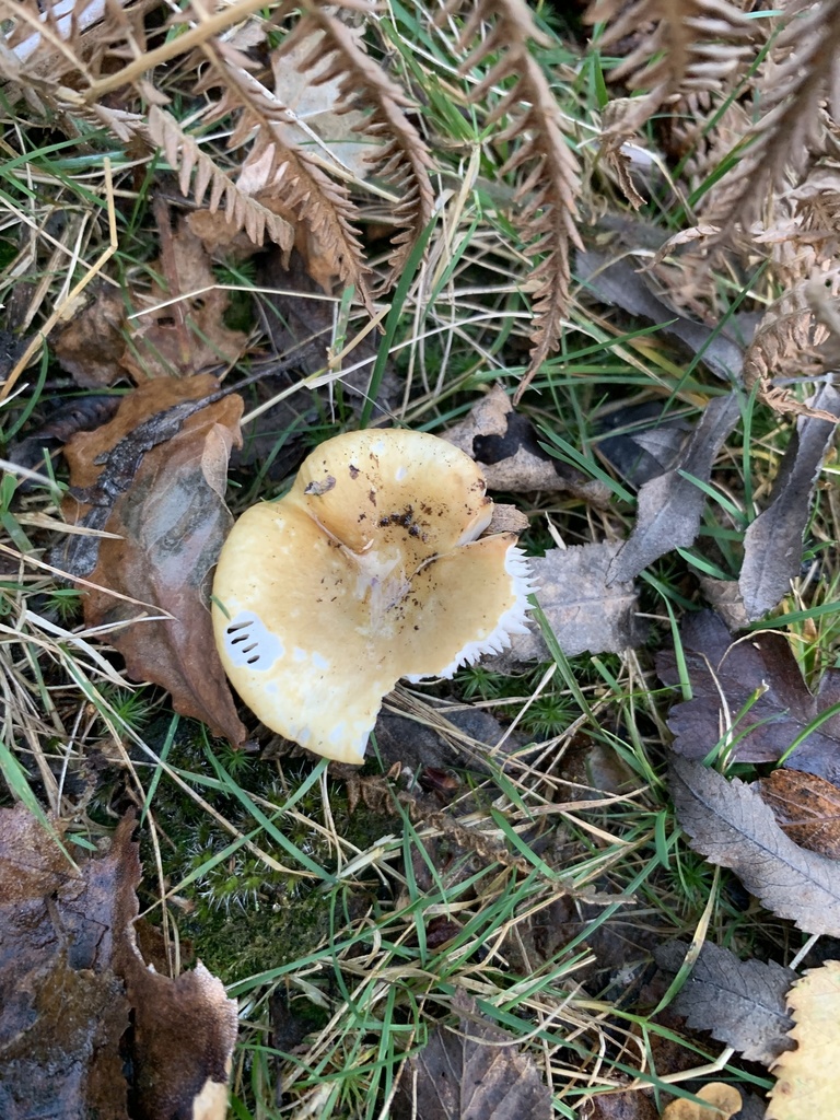 Russule ocre et blanc (Russula ochroleuca)
