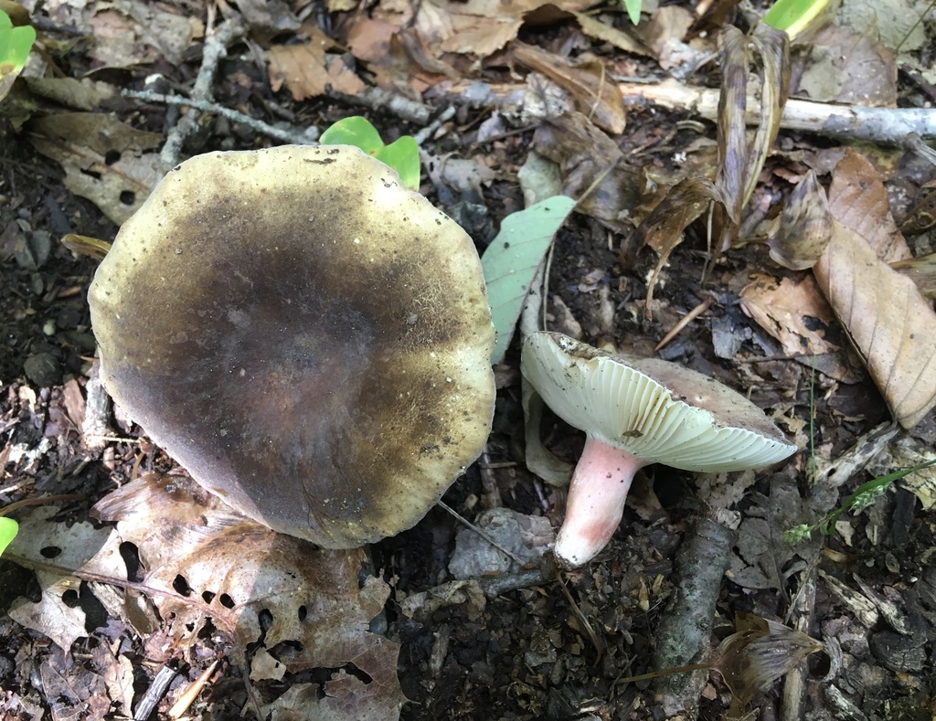 Russule olivacée (Russula olivacea)