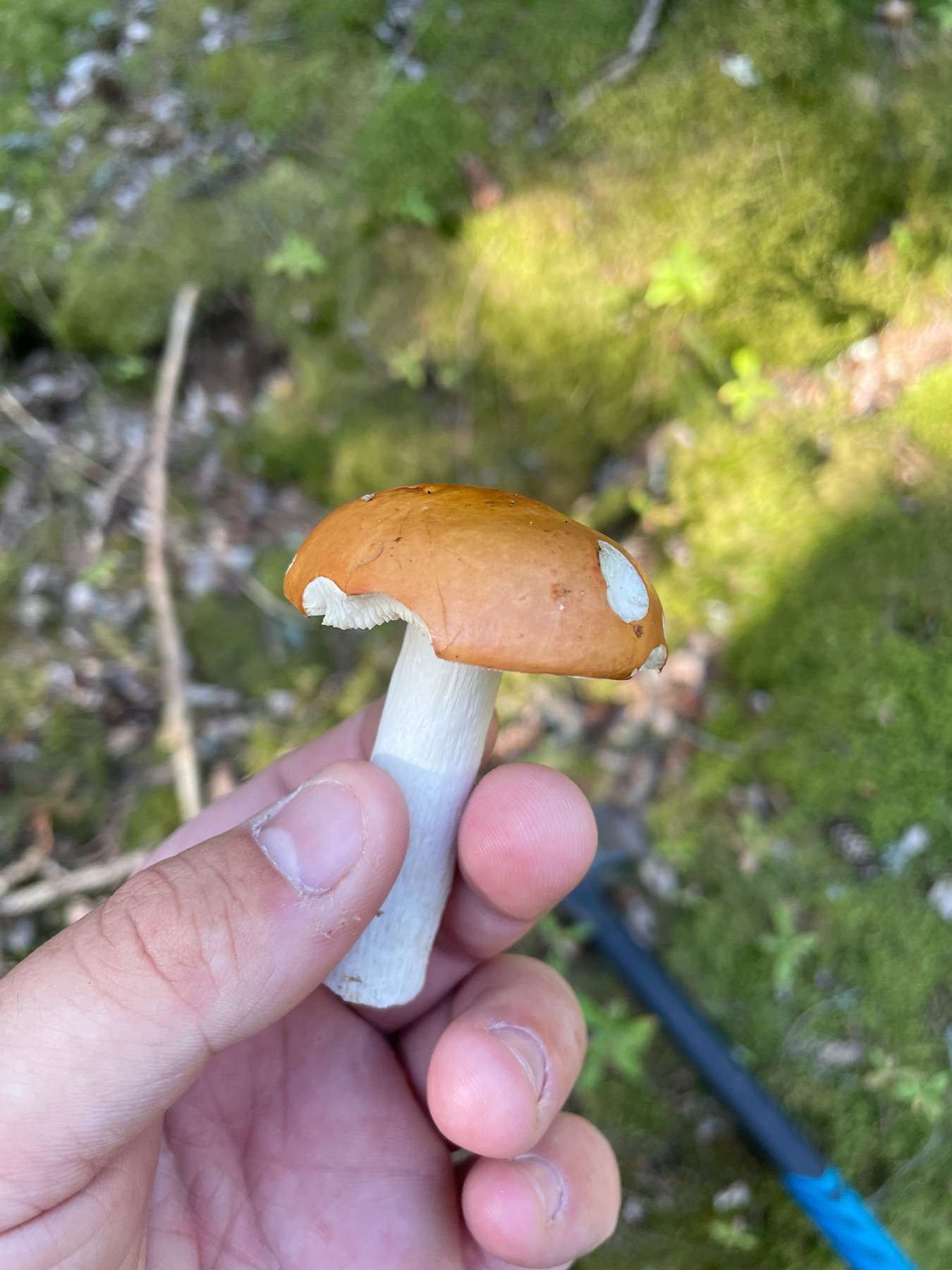 Russule orangée grisonnante (Russula decolorans)