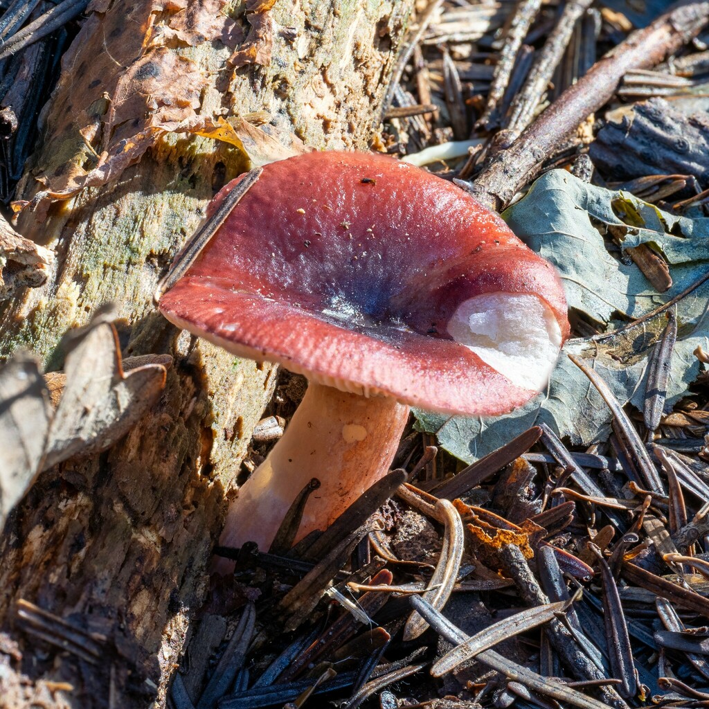 Russule sanguine (Russula sanguinaria)