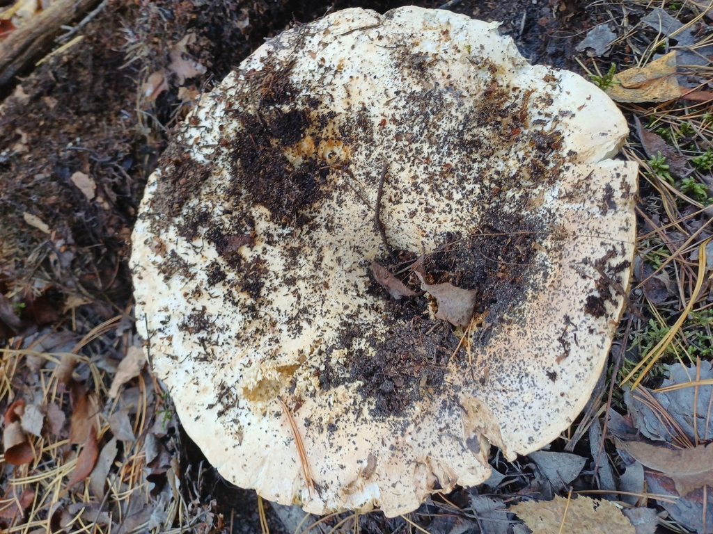 Russule sans lait (Russula delica)