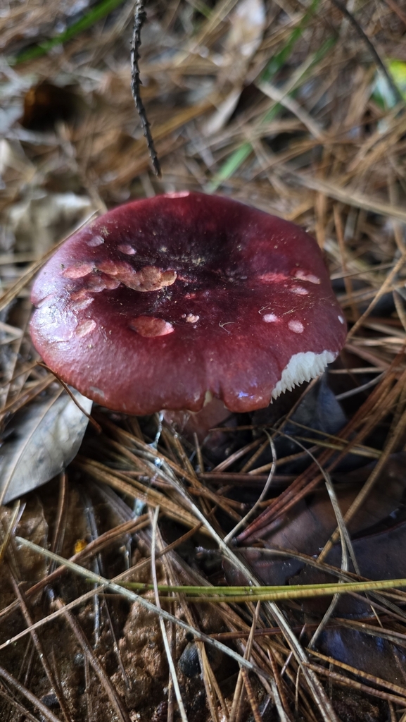 Russule sardoine (Russula sardonia)