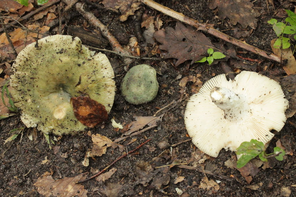 Russule verdoyante (Russula virescens)
