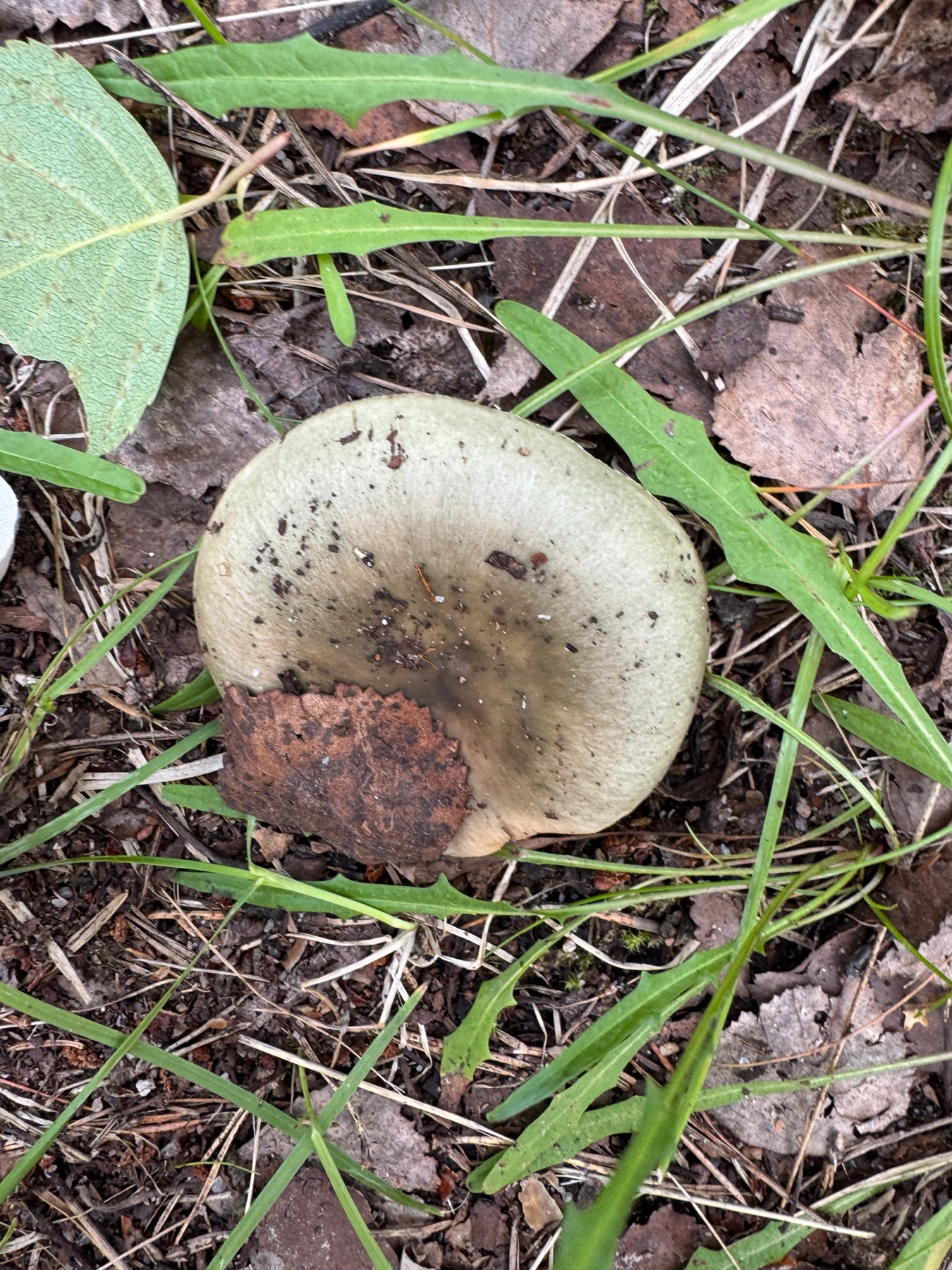 Russule vert-de-gris (Russula aeruginea)