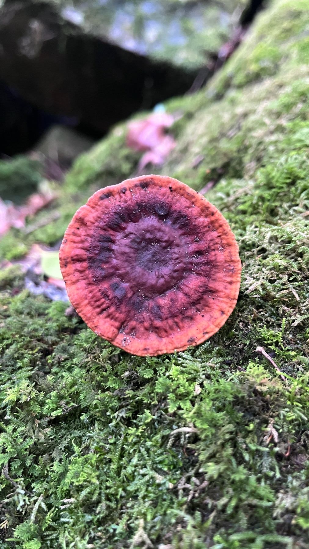 Sanguinoderma rude (Sanguinoderma rude)