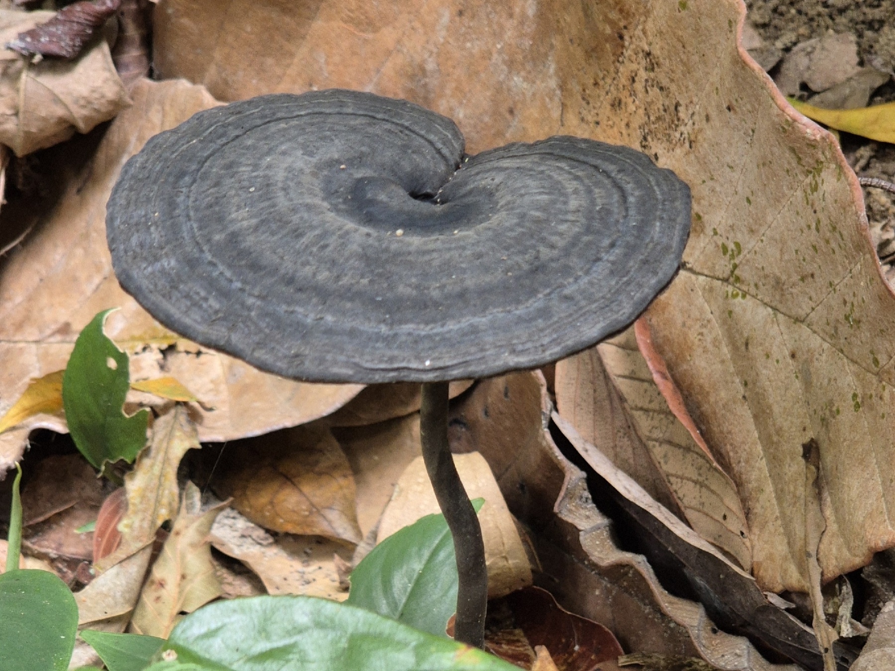 Sanguinoderma rugosum (Sanguinoderma rugosum)