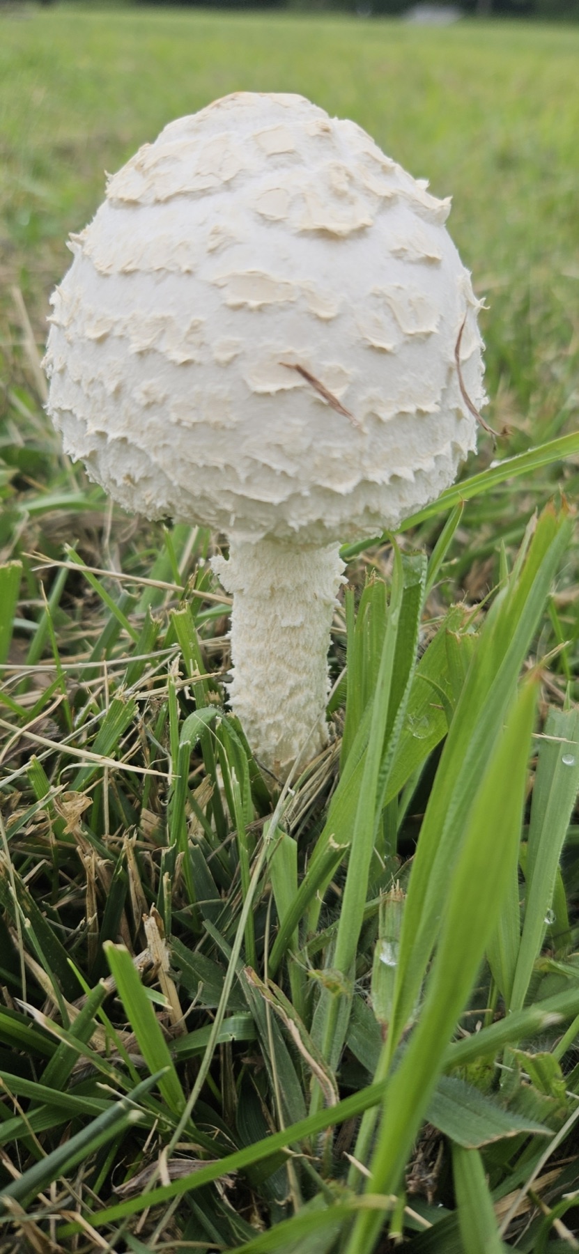 Saproamanita thiersii (Saproamanita thiersii)