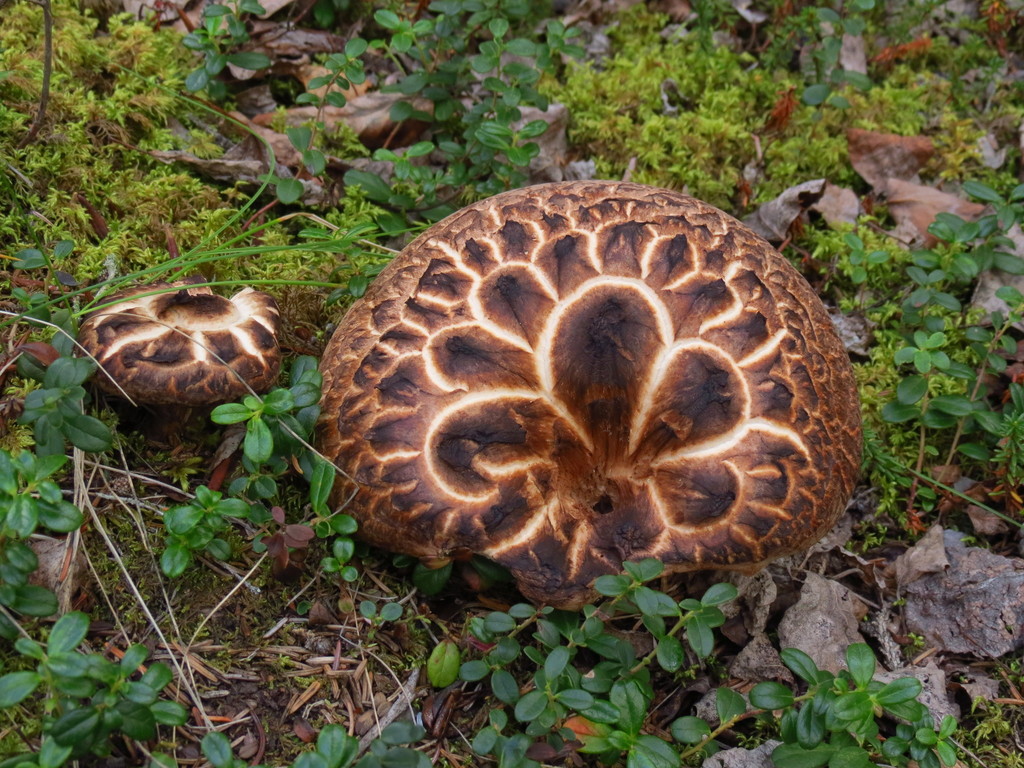 Sarcodon imbriqué (Sarcodon imbricatus)