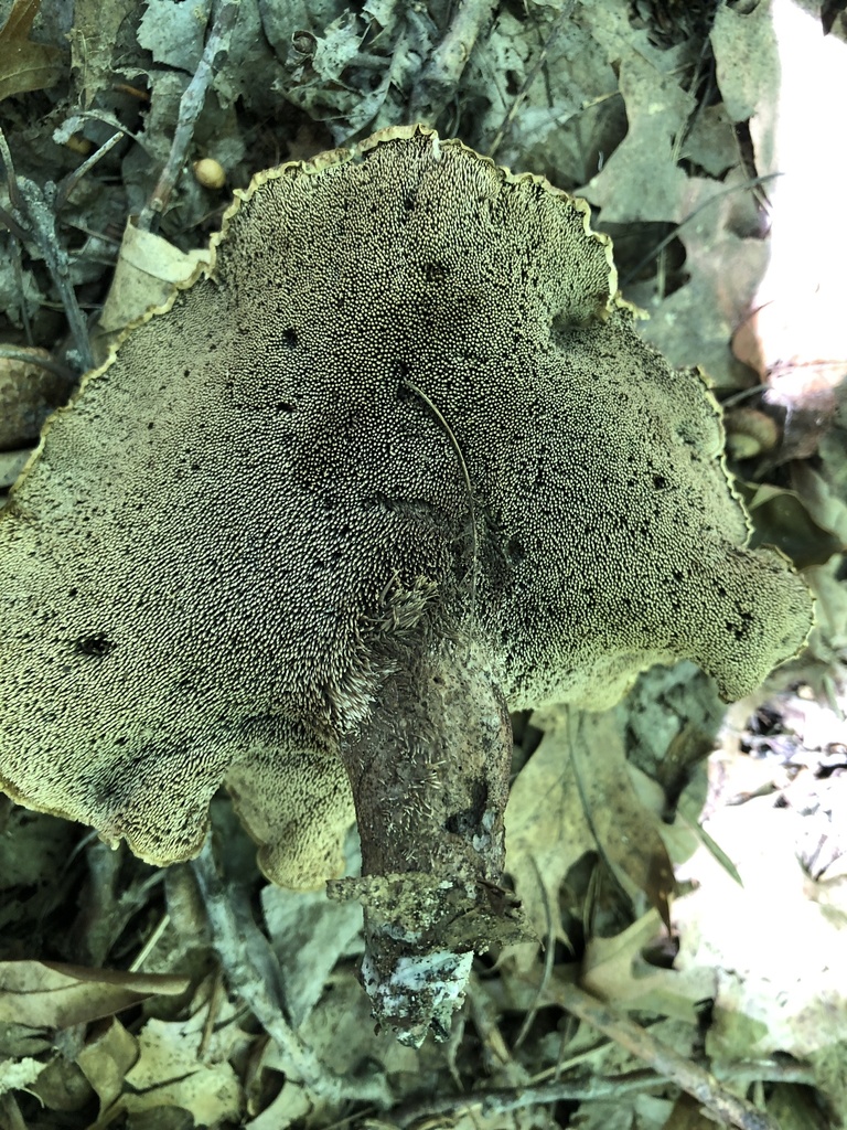 Sarcodon rude (Sarcodon scabrosus)
