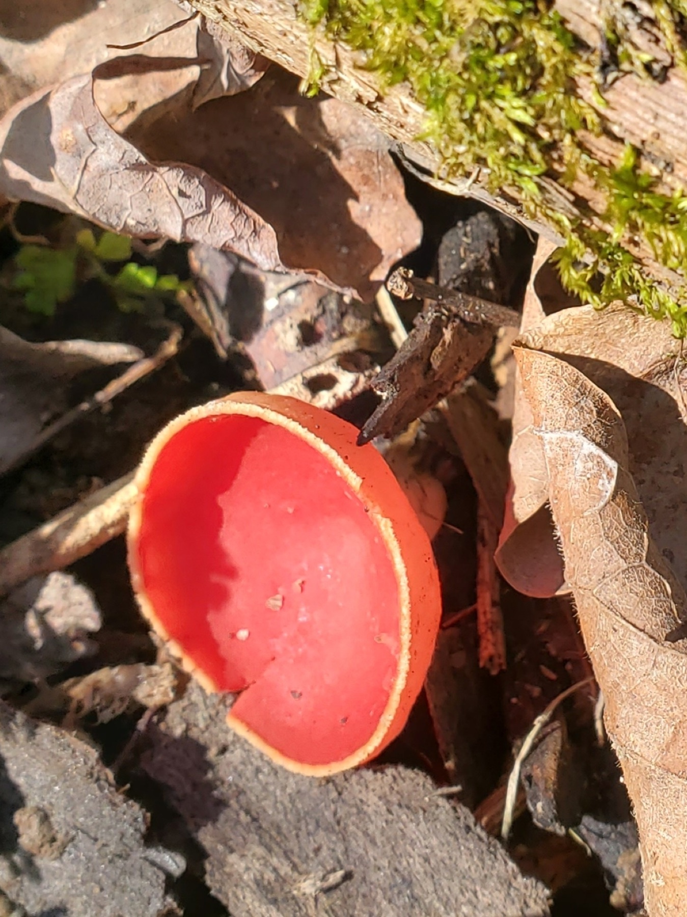 Sarcoscypha occidentalis (Sarcoscypha occidentalis)