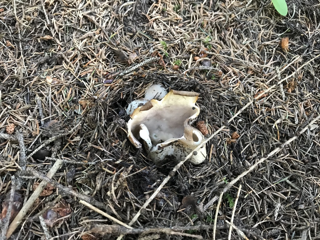 Sarcosphère couronnée (Sarcosphaera coronaria)