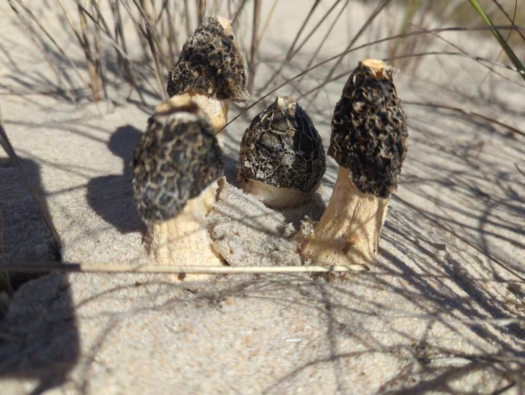 Satyre des dunes (Phallus hadriani)