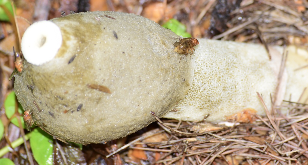 Satyre puant de Ravenel (Phallus ravenelii)