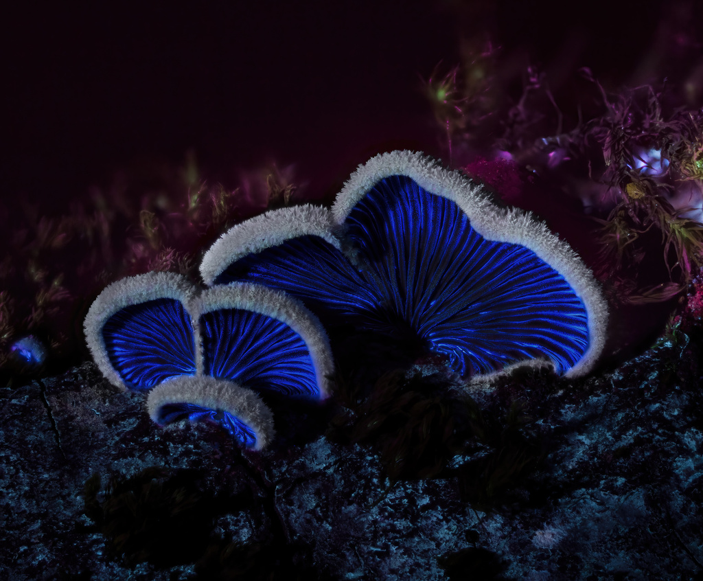 Schizophylle commun (Schizophyllum commune)