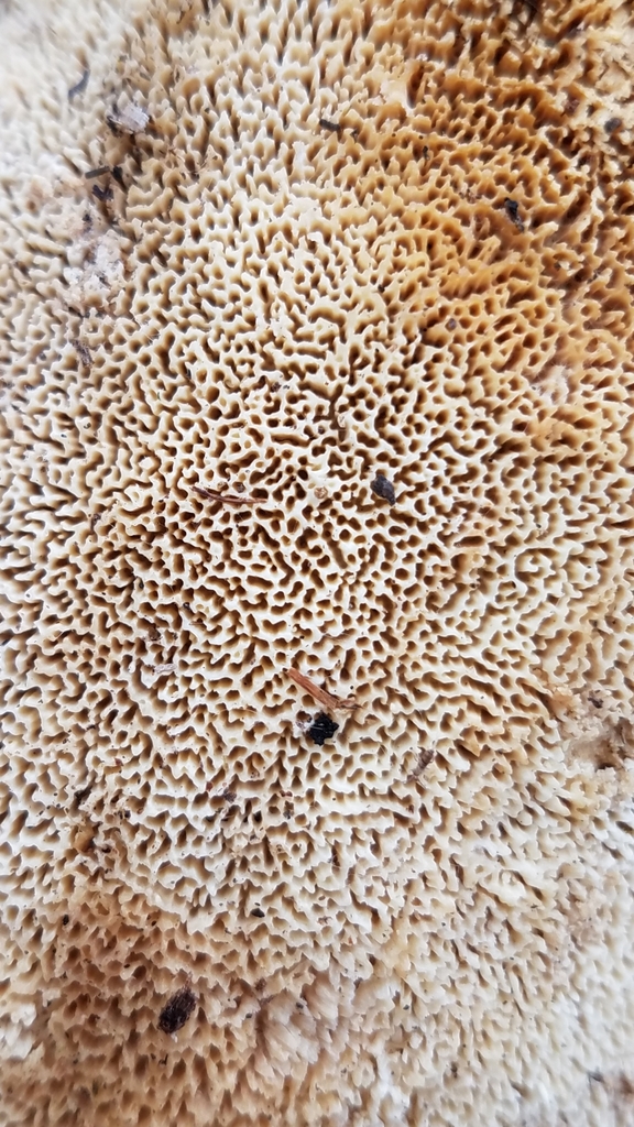 Schizopore paradoxal (Schizopora paradoxa)