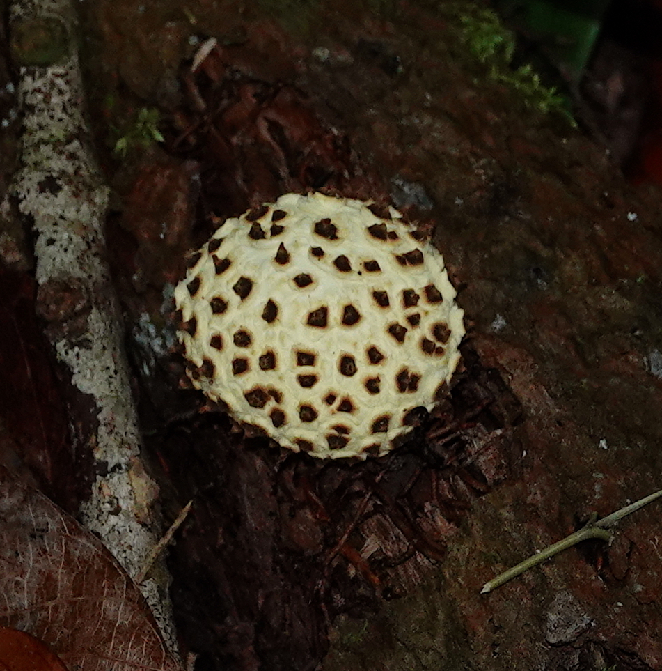 Scléroderme aréolé (Scleroderma areolatum)