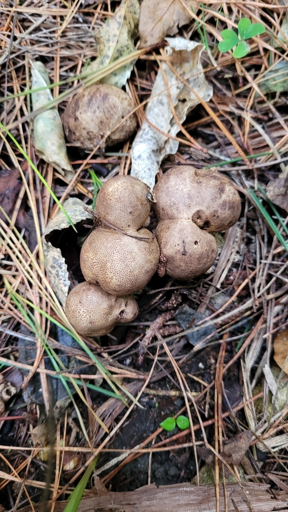 Scléroderme boviste (Scleroderma bovista)