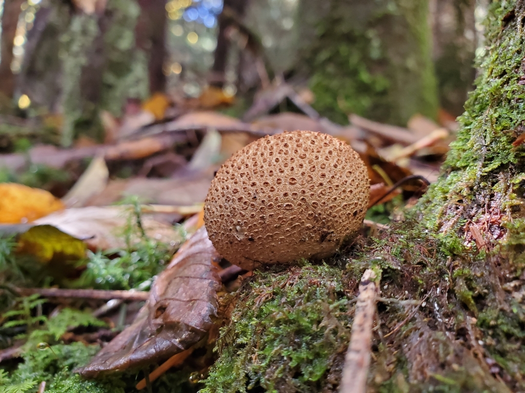 Scléroderme citron (Scleroderma citrinum)