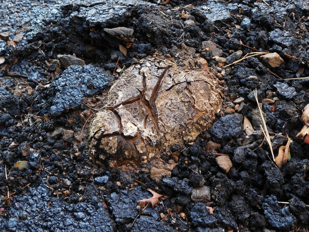Scléroderme en forme d'étoile (Scleroderma polyrhizum)
