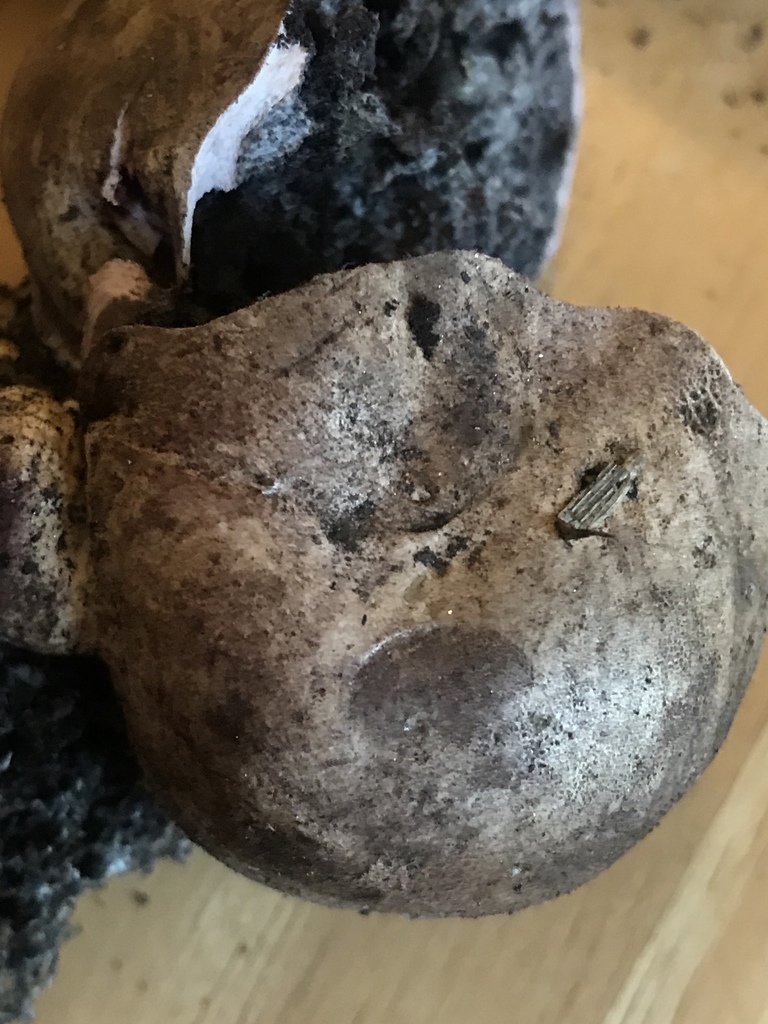 Scléroderme en forme d'oignon (Scleroderma cepa)