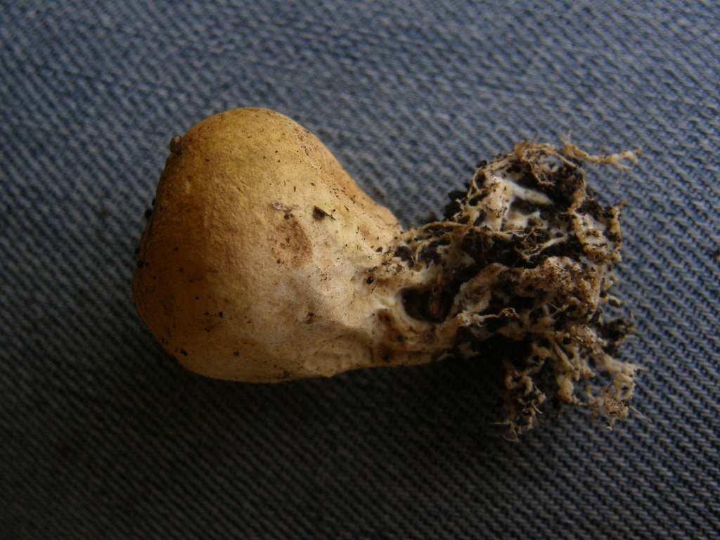 Scléroderme verruqueux (Scleroderma verrucosum)