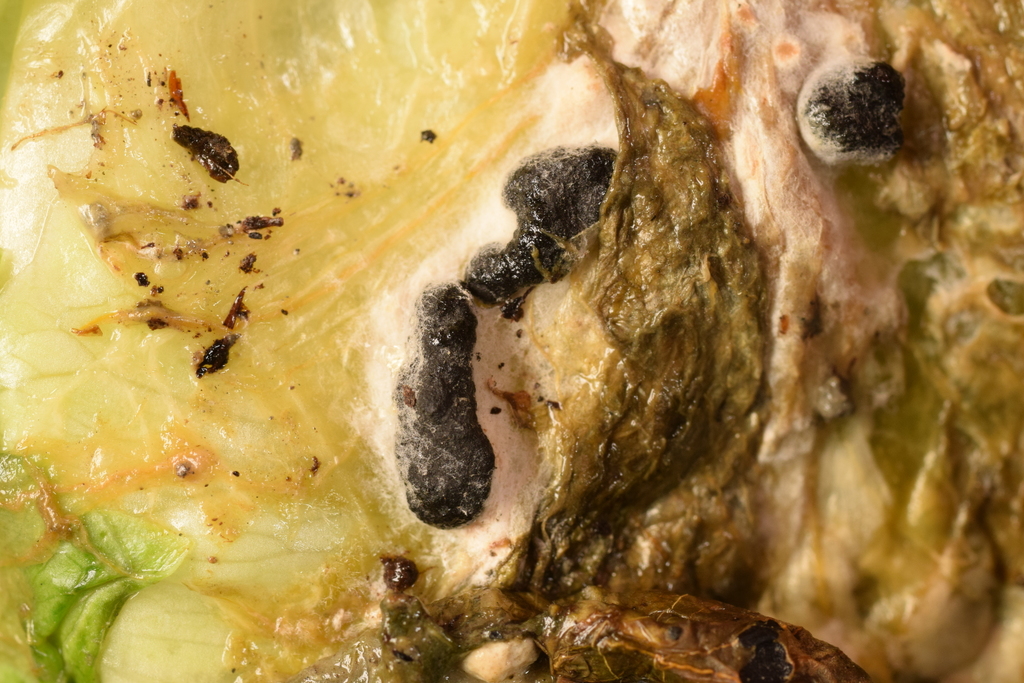 Sclérotinia (Sclerotinia sclerotiorum)