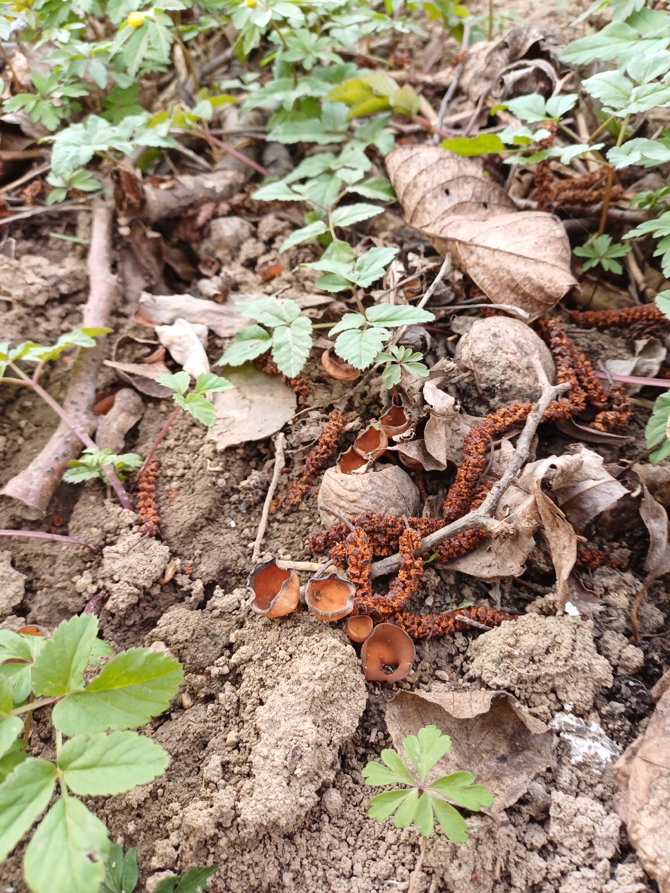 Sclérotinie tubéreuse (Dumontinia tuberosa)