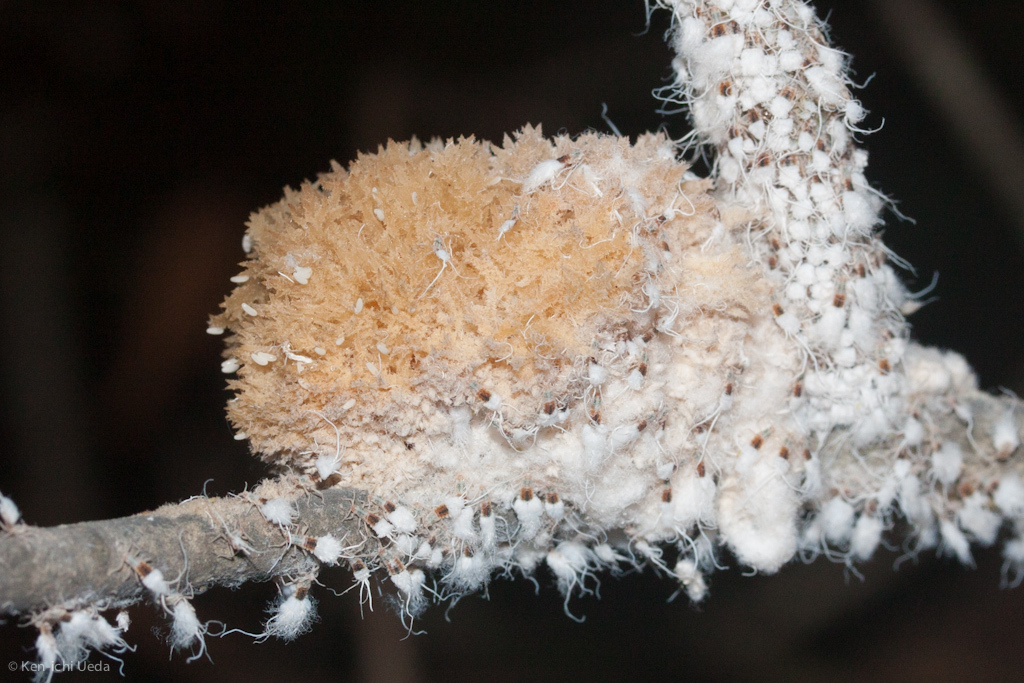 Scorias spongiosa (Scorias spongiosa)