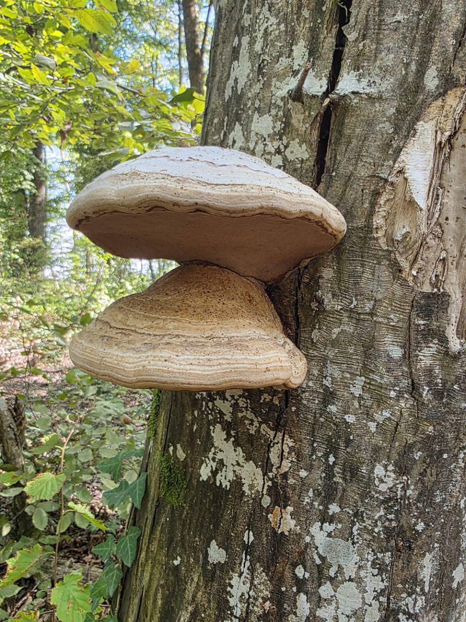 Amadouvier (Fomes fomentarius)