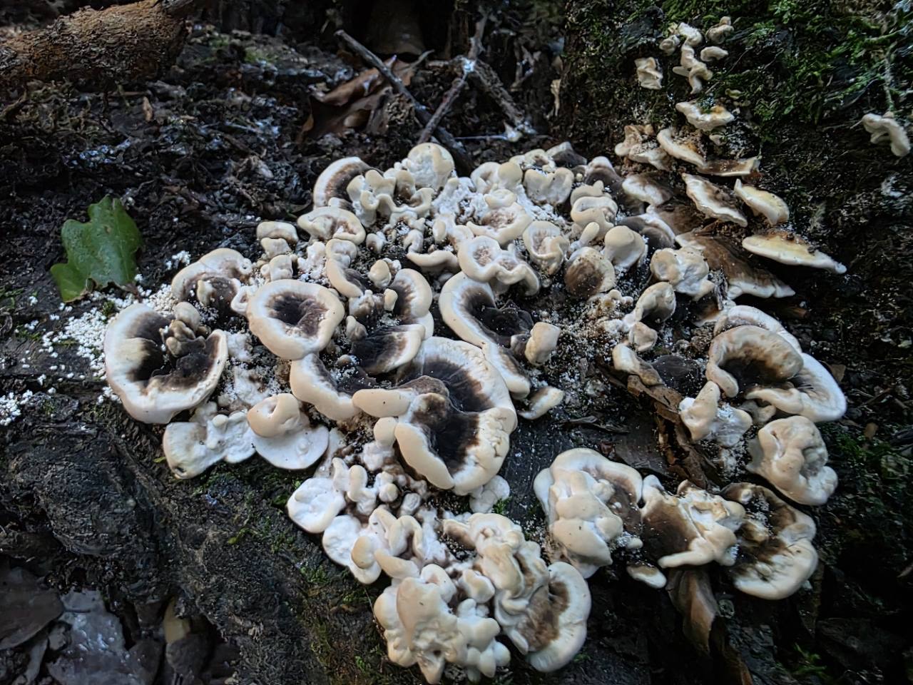 Tramète versicolore (Trametes versicolor)
