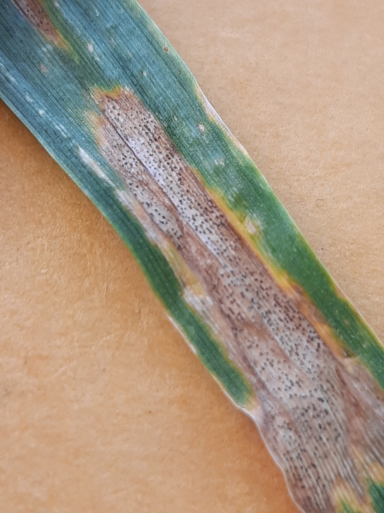 Septoriose du blé (Zymoseptoria tritici)