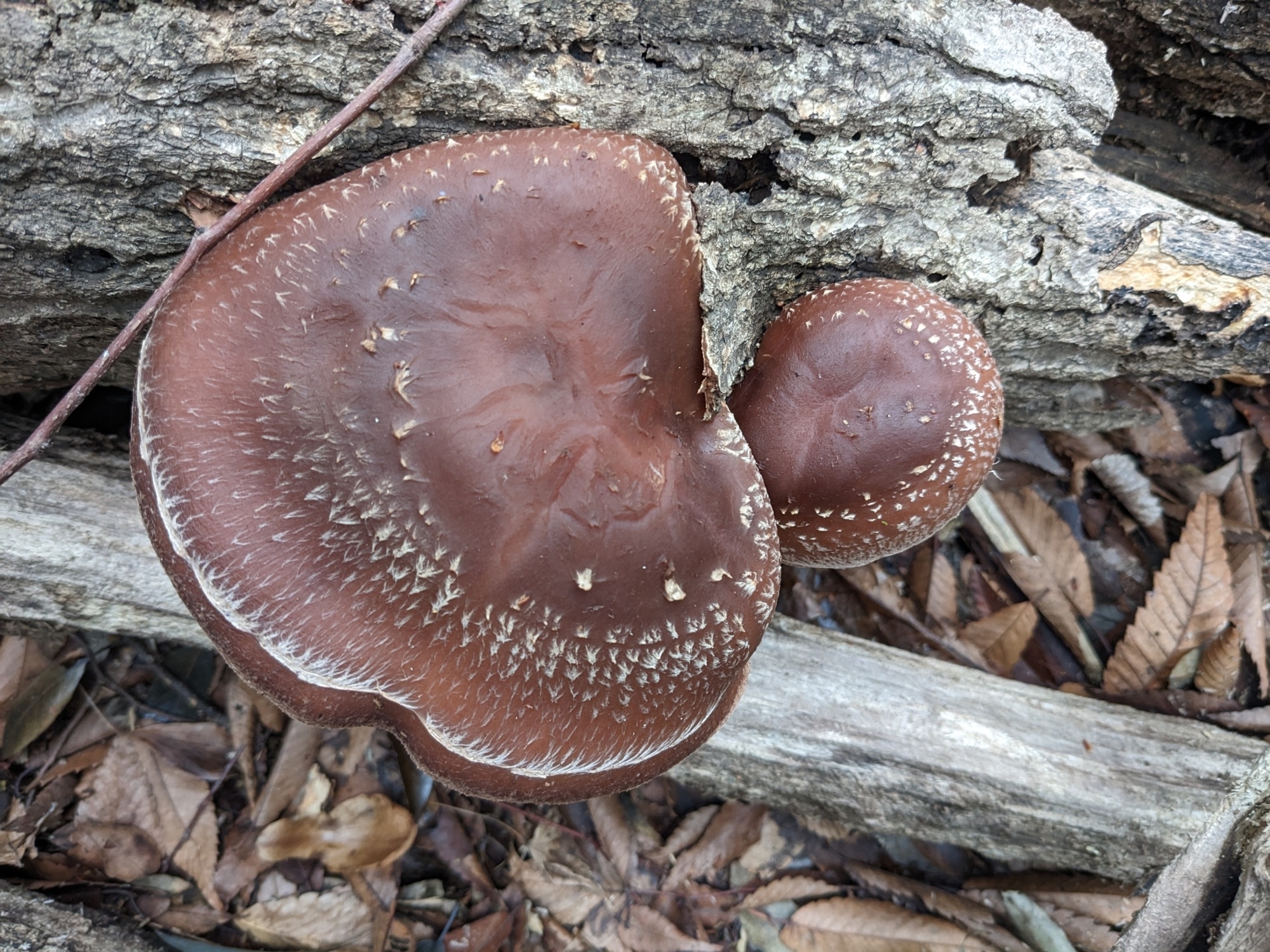 Shiitaké (Lentinula edodes)
