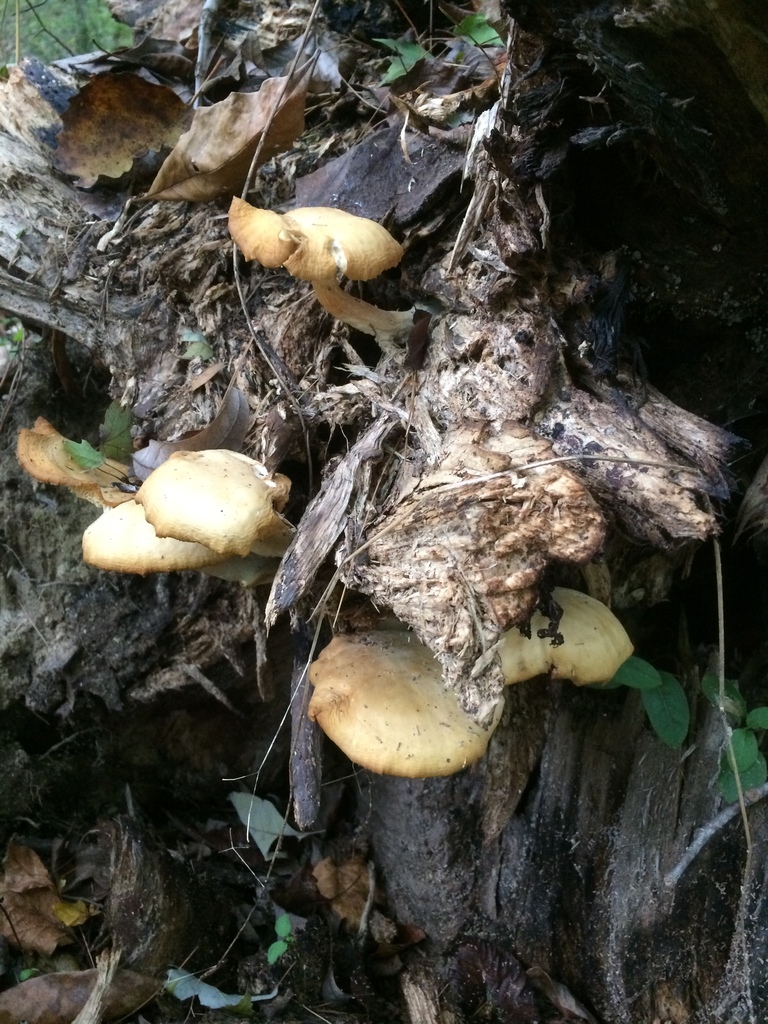 Shimeji marbré (Hypsizygus marmoreus)