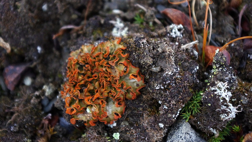 Solorine safran (Solorina crocea)