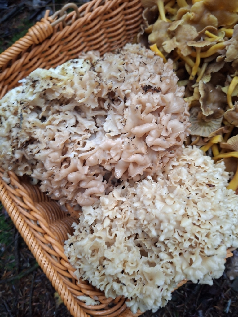 Sparassis crépu (Sparassis crispa)