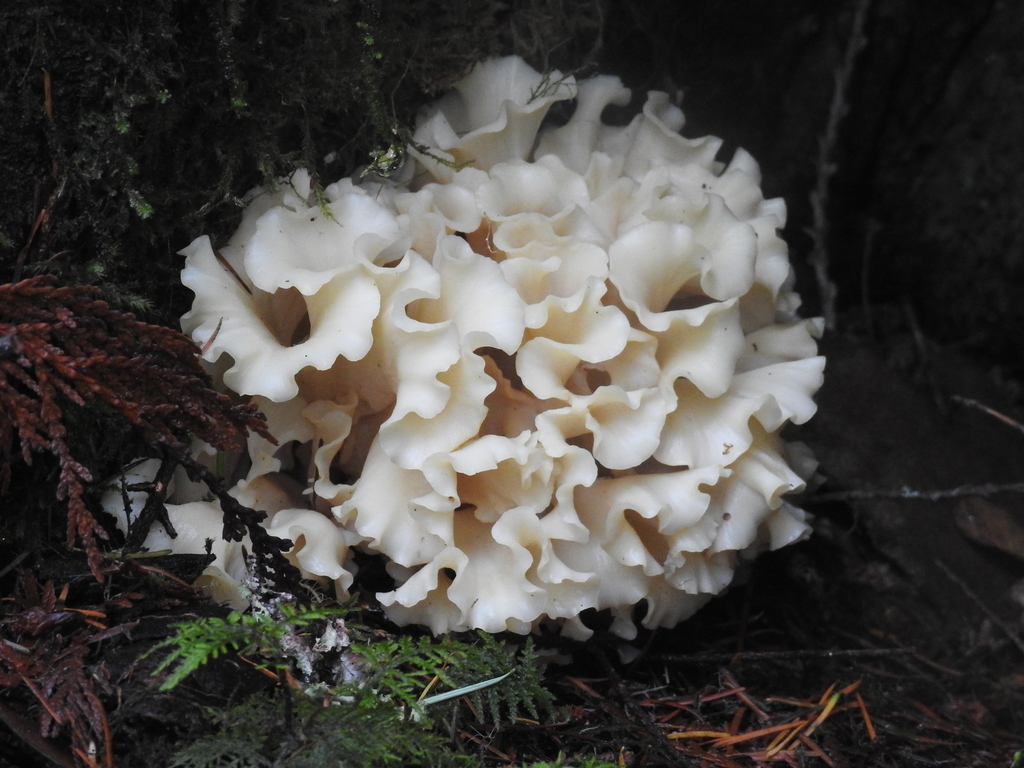 Sparassis radicata (Sparassis radicata)