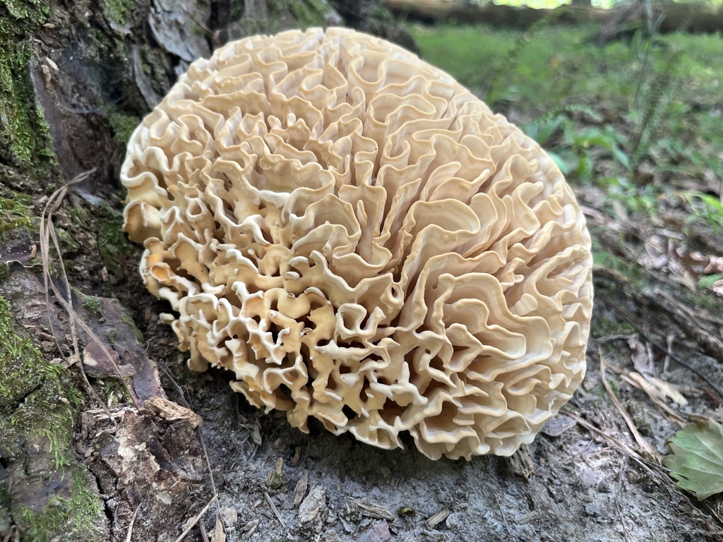 Sparassis spathulata (Sparassis spathulata)