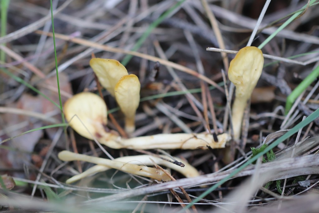 Spathulaire jaune (Spathularia flavida)