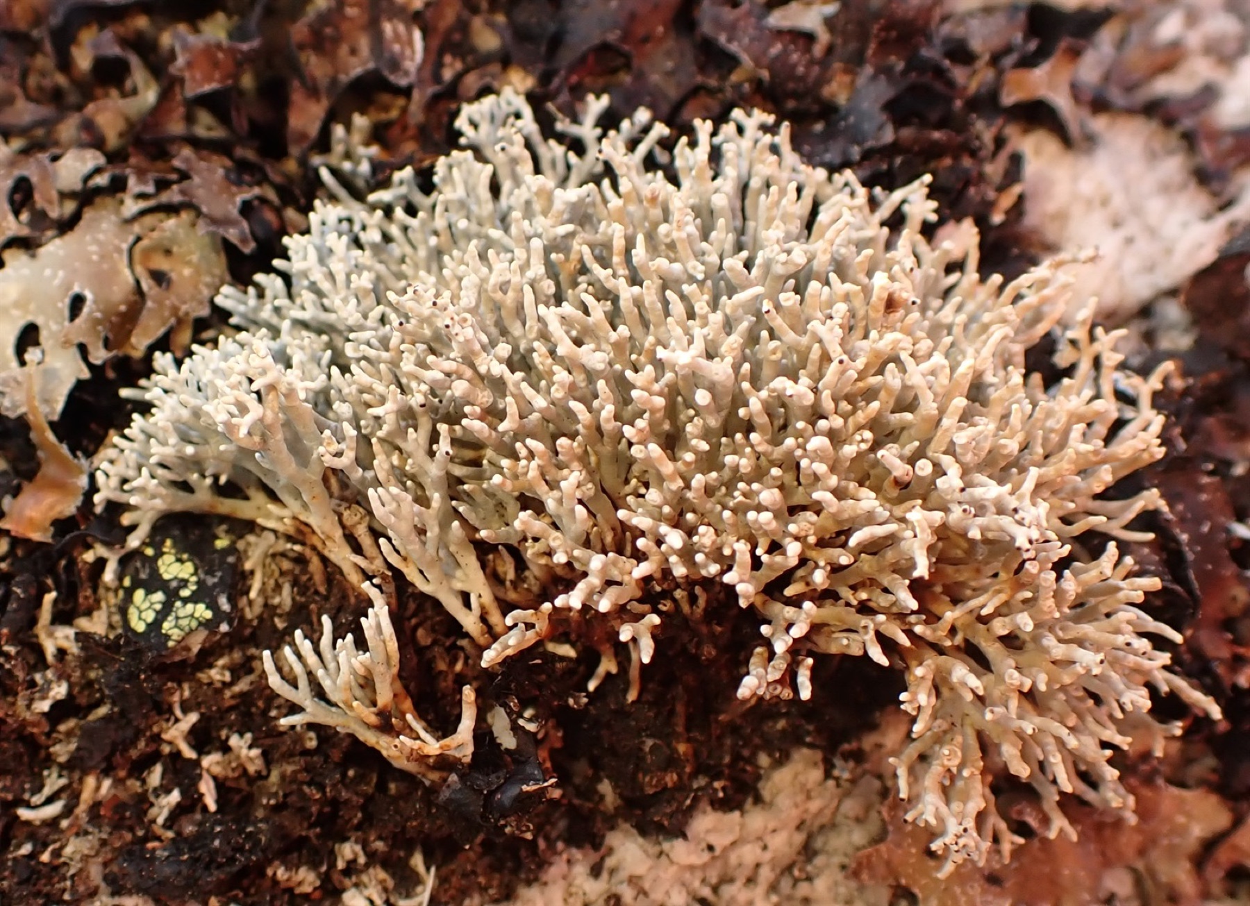 Sphaerophorus fragilis (Sphaerophorus fragilis)