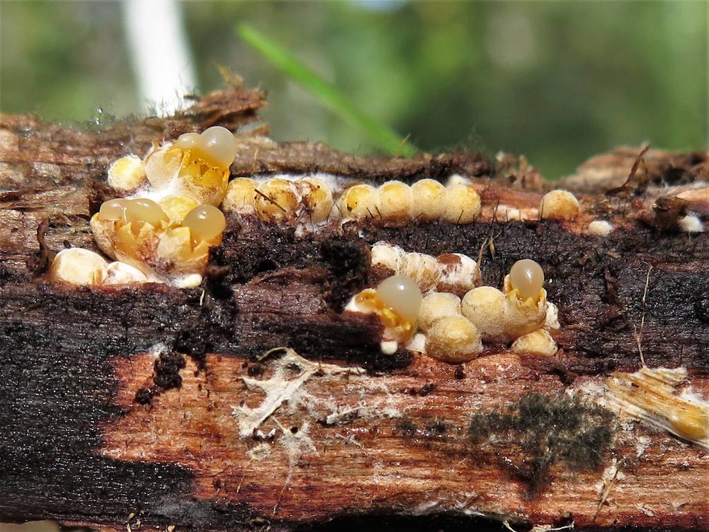 Spherobole en étoile (Sphaerobolus stellatus)
