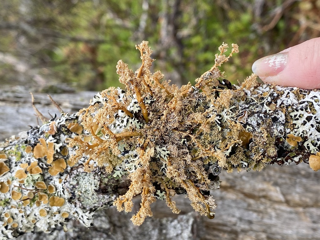 Sphérophore globuleux (Sphaerophorus globosus)