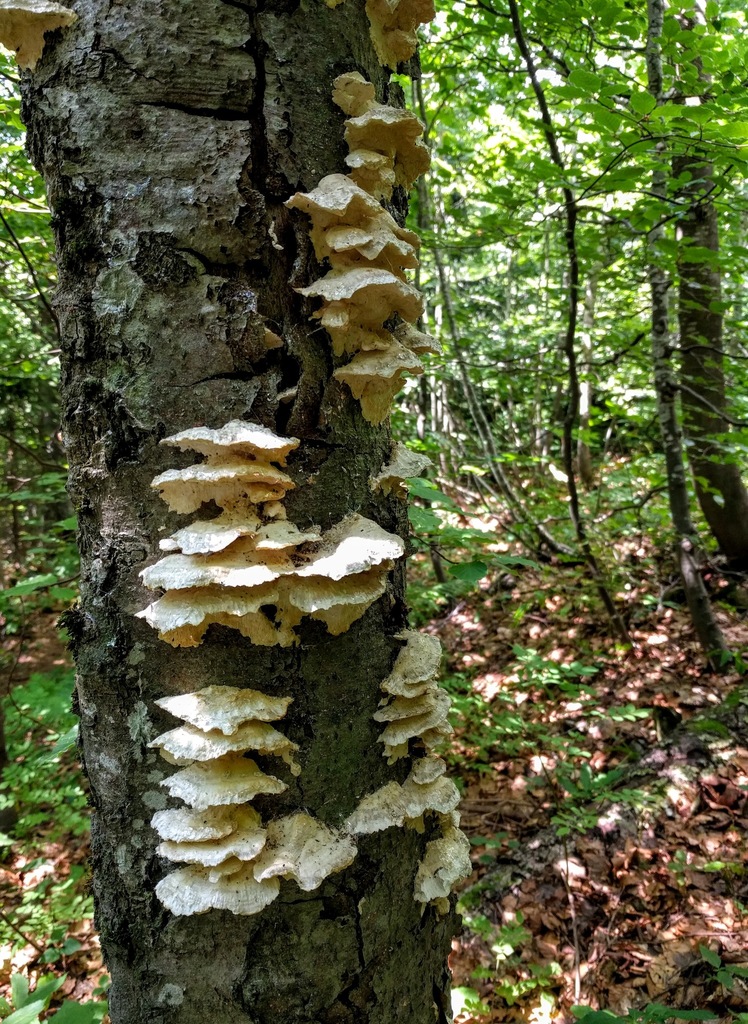 Spongipelle à grosses dents (Spongipellis pachyodon)